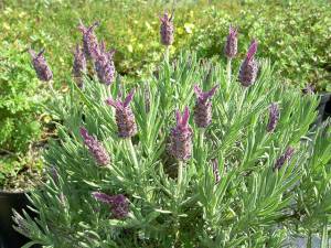 French Lavender