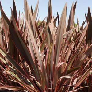 Phormium Sundowner