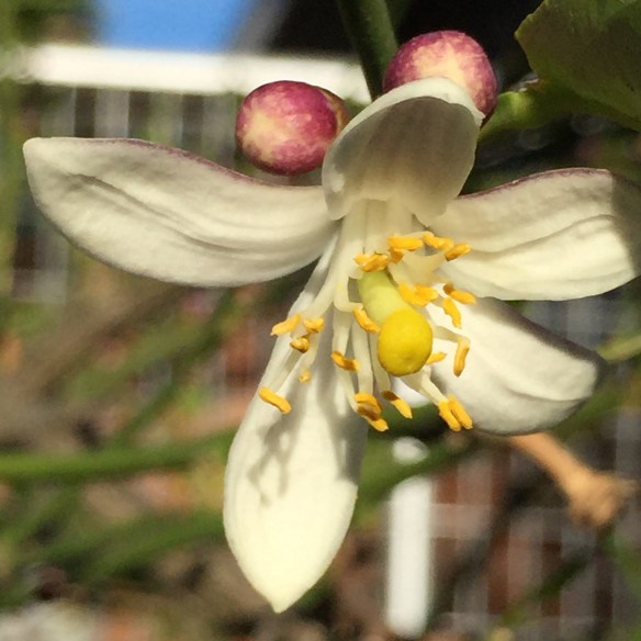 lime blossom